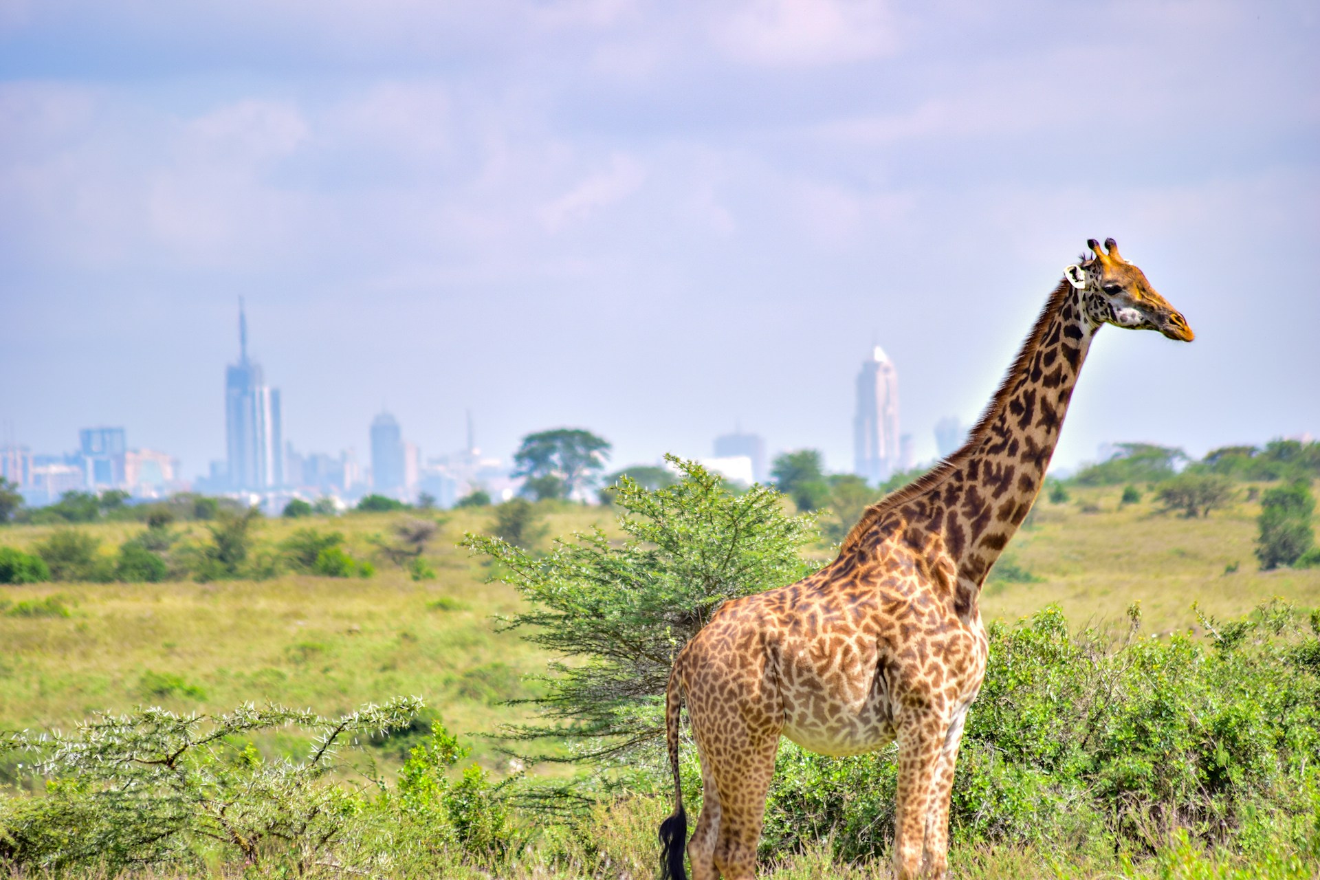 Budapest–Nairobi akciós repülőjegy 168.316 Ft-tól – Nairobi National Park és zsiráfok