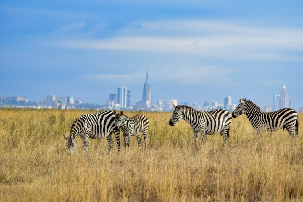 Budapest–Nairobi olcsó repülőjegy 164.411 Ft – szafari és Nairobi városkép